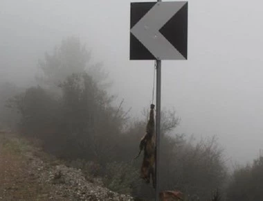 Κτηνωδία στη Λέσβο: Κρέμασαν αλεπού σε πινακίδα – Σκληρές εικόνες